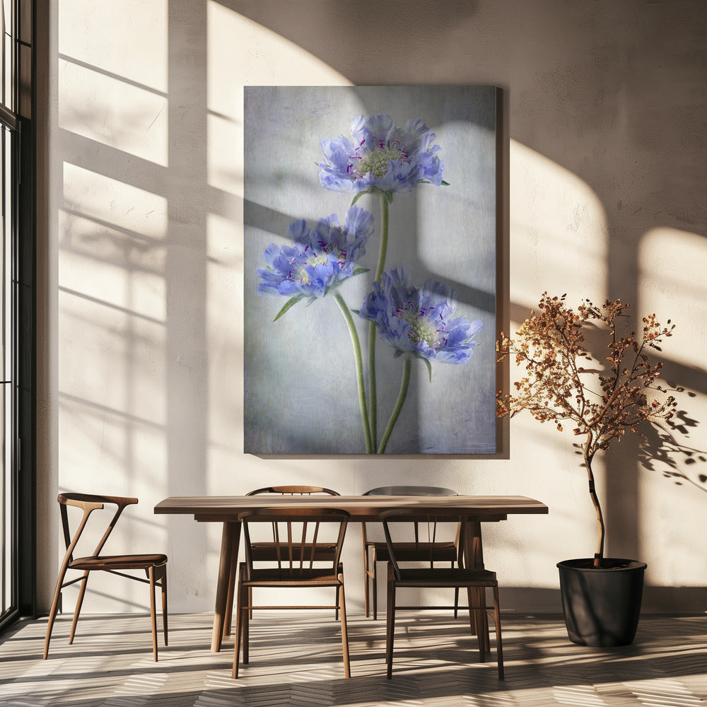 Scabiosa | Stampe su Tela