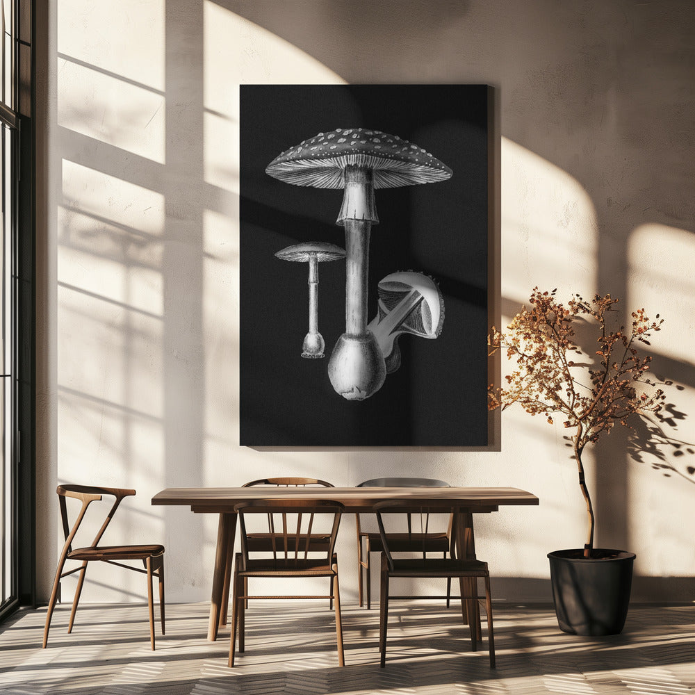 Amanita Muscaria mørk baggrund sort/hvid | Lærredsbilleder