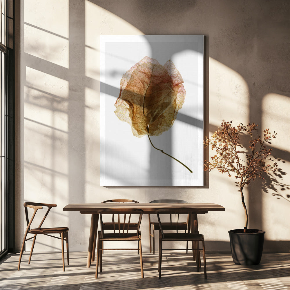Bougainvillea-studie nr 6 | Canvas