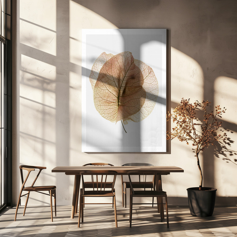 Bougainvillea-studie nr 7 | Canvas