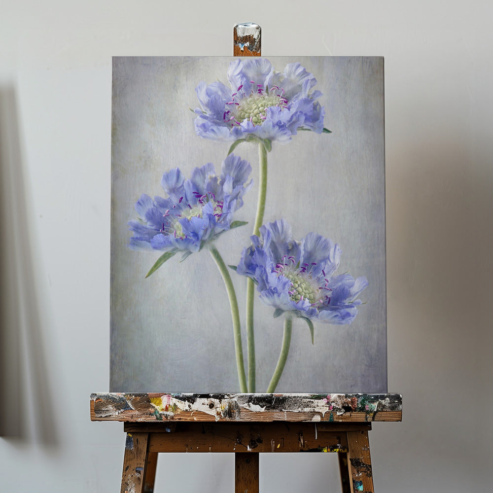 Scabiosa | Stampe su Tela