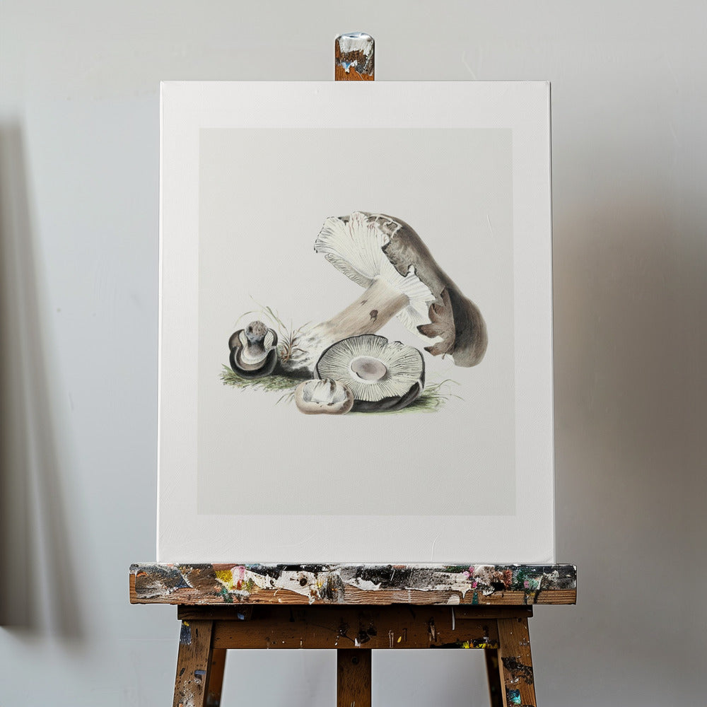 Vintage Agaricus Augustus svamp 50x70 | Canvas