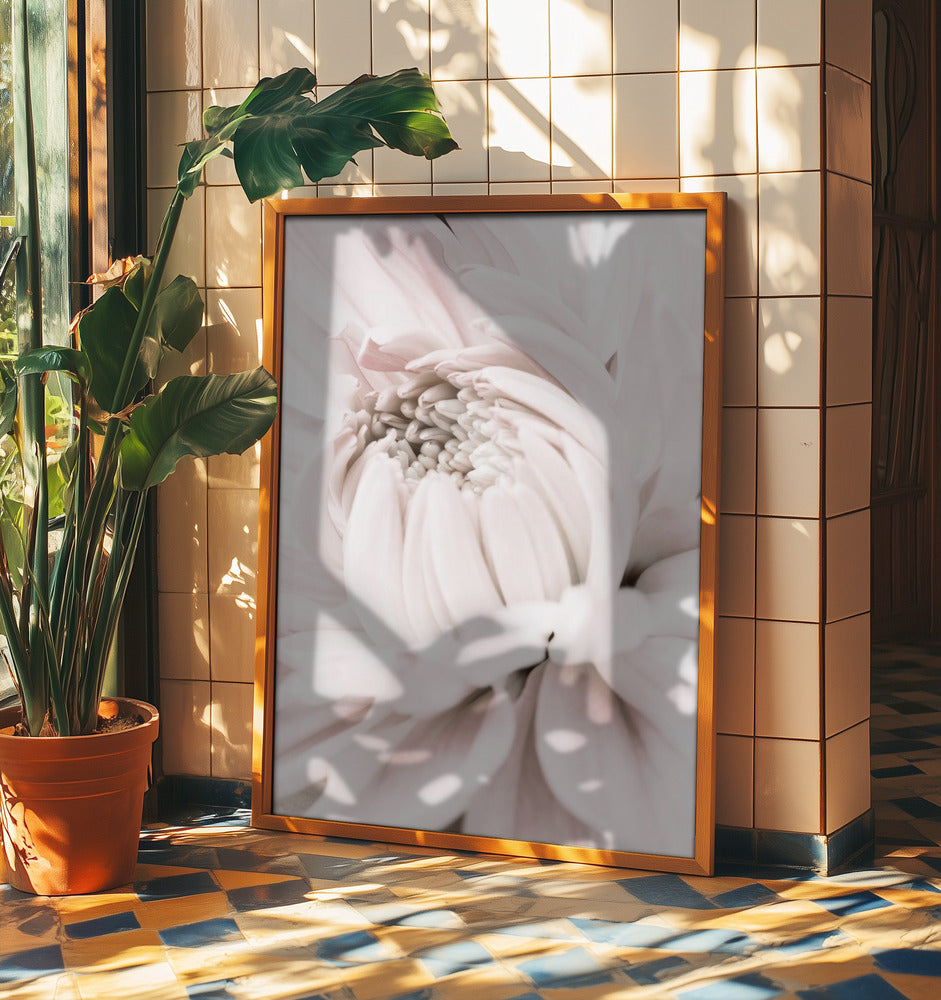 Chrysanthemum No 05 | Poster