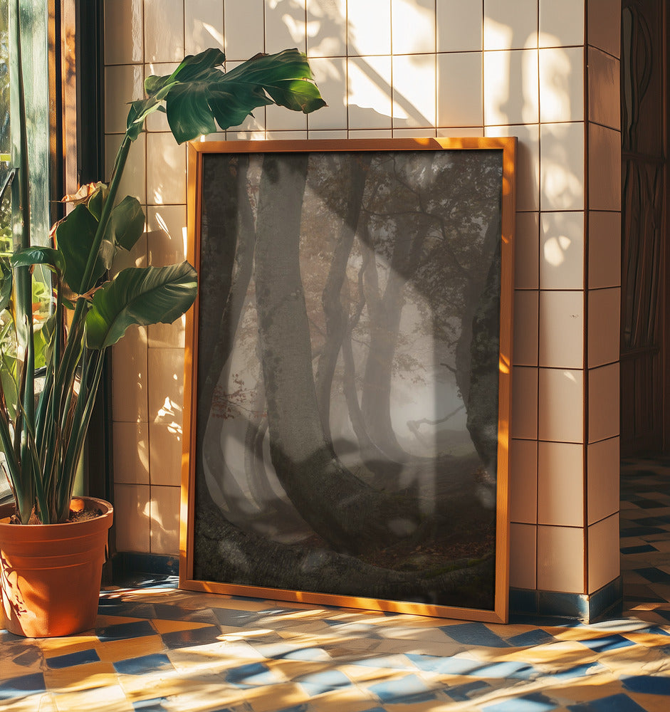 hêtres tortueux | Affiche