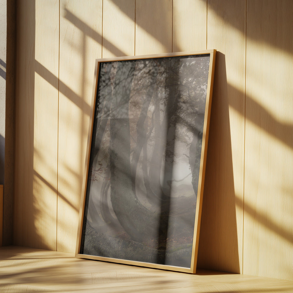 hêtres tortueux | Affiche