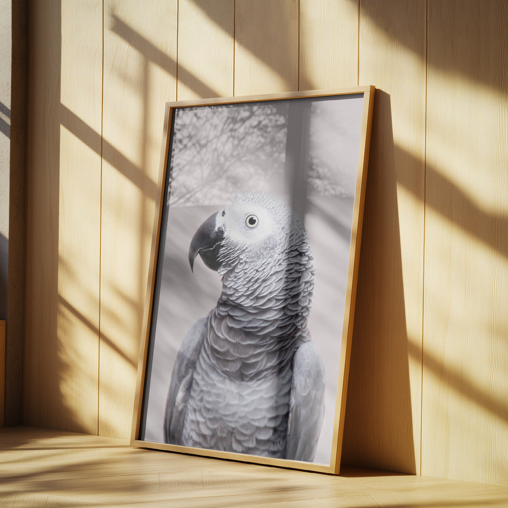 Afrikansk grå | Plakater - Kunsttryk