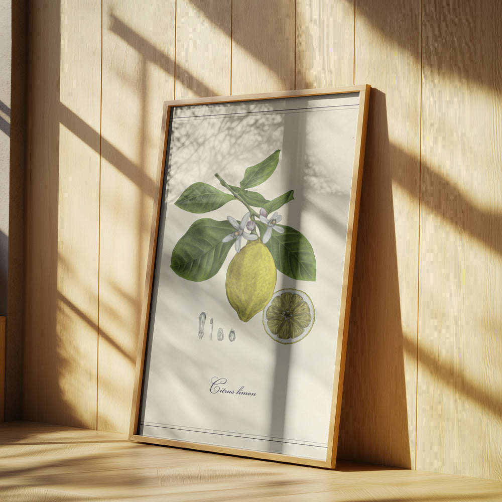 Lemon | Poster