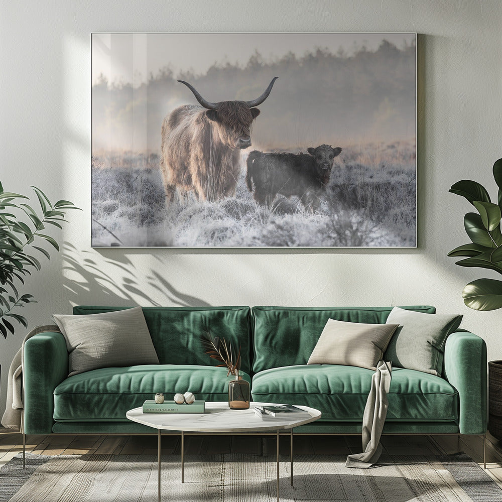 Highlander und Kalb | Leinwand-Bilder