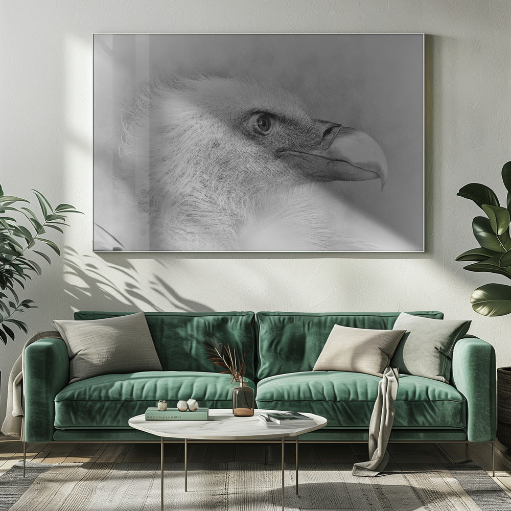 Pygargue à tête blanche | Tableaux sur Toile