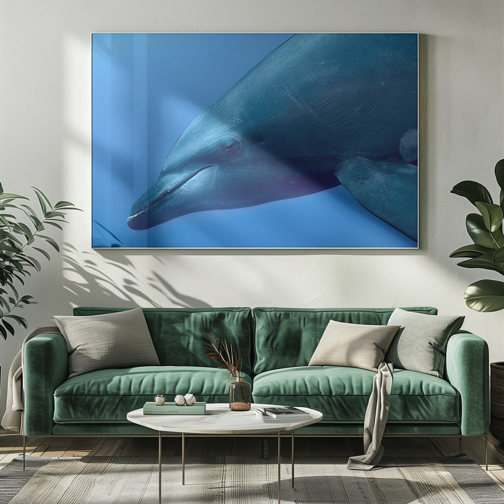 Tursiopporträtt | Canvas