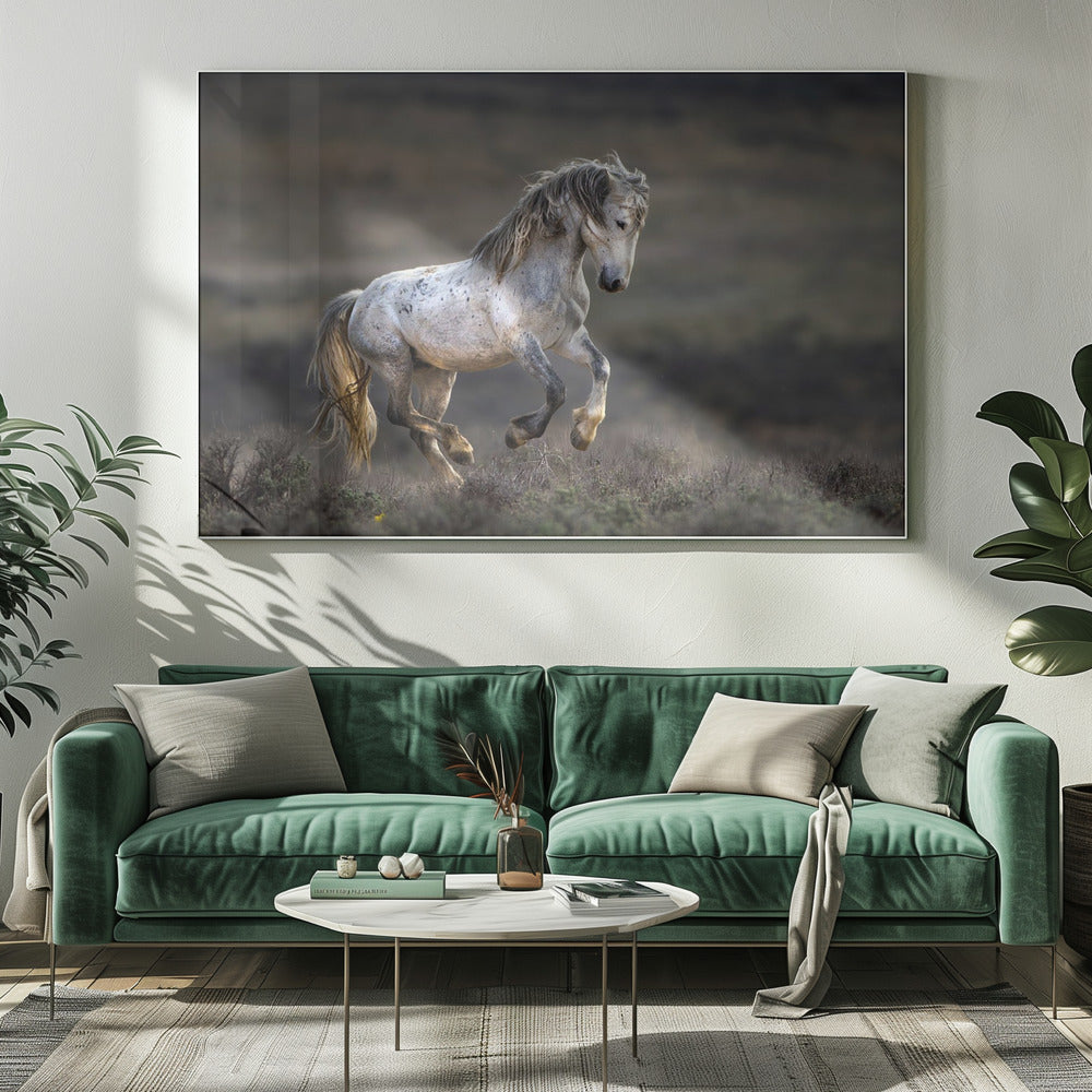 Mustang, Cavallo Selvaggio / Equus ferus caballus | Stampe su Tela