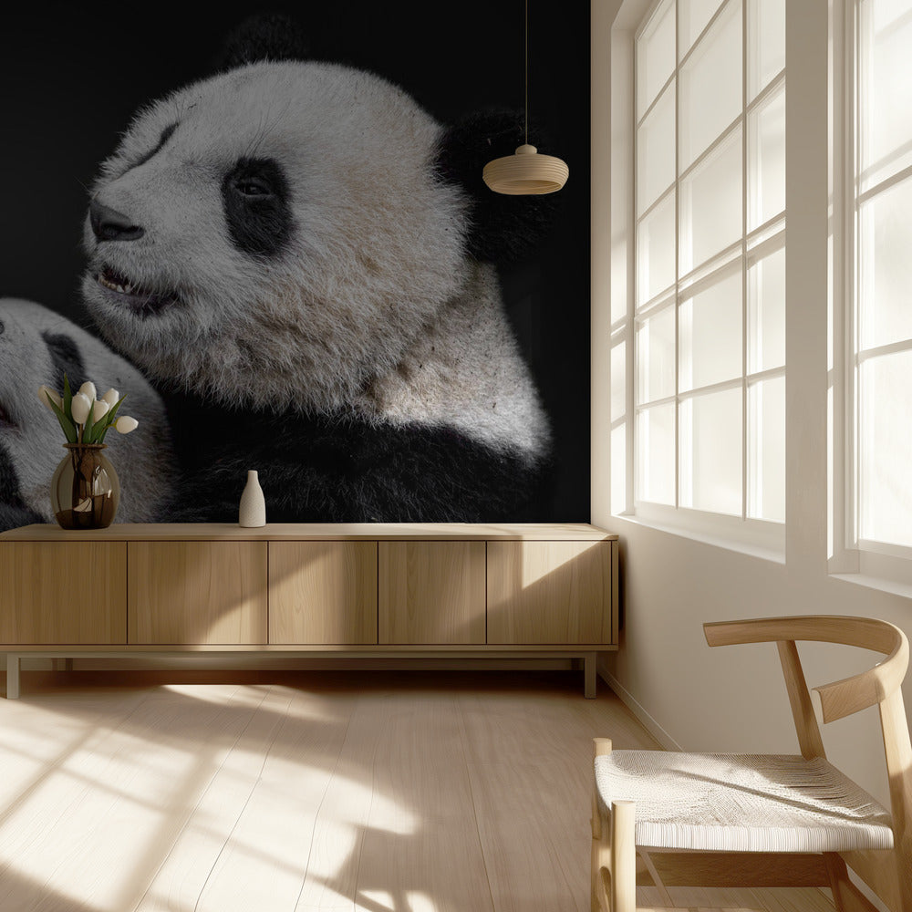 Pandas | Papier Peint Photo