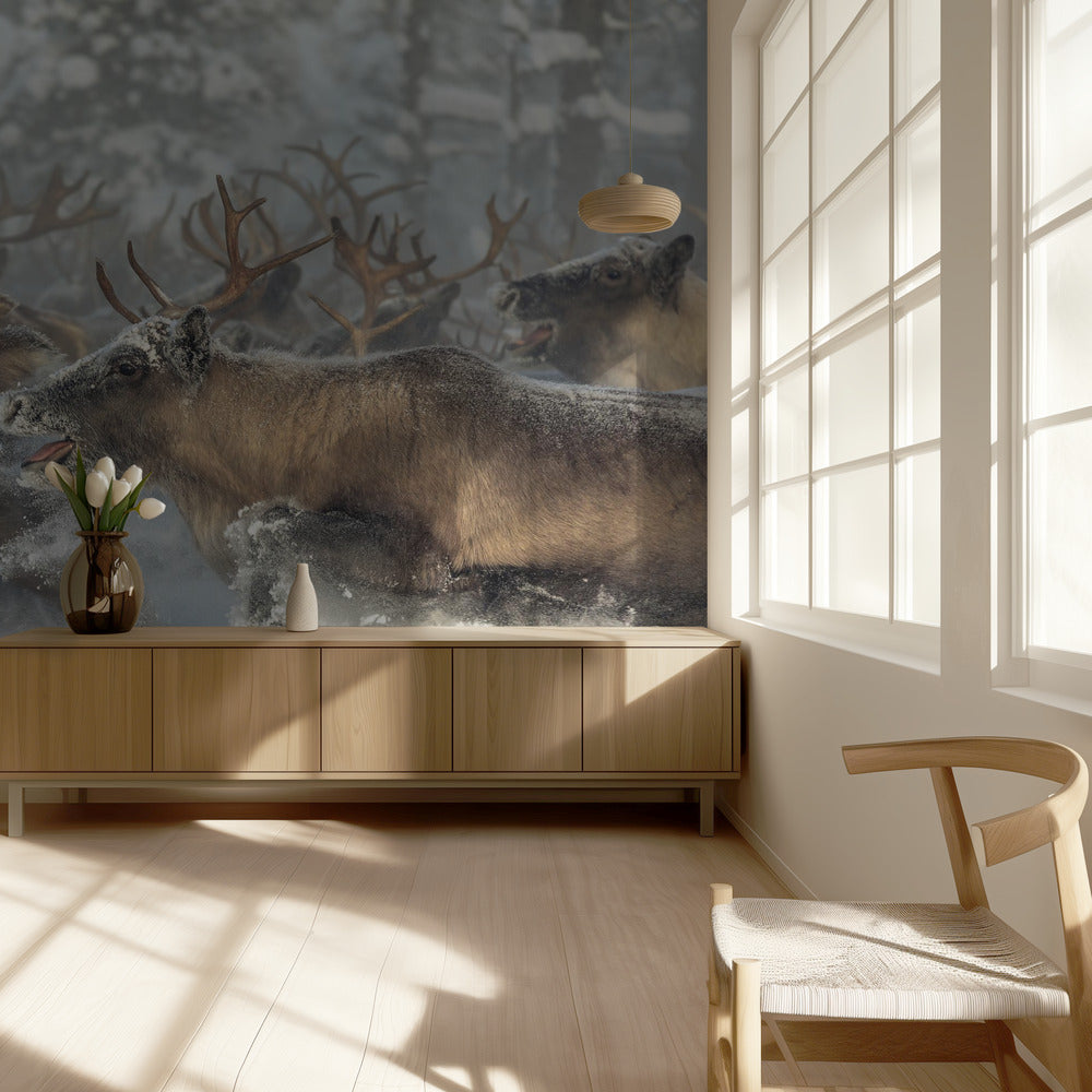 Porot III | Valokuvatapetit