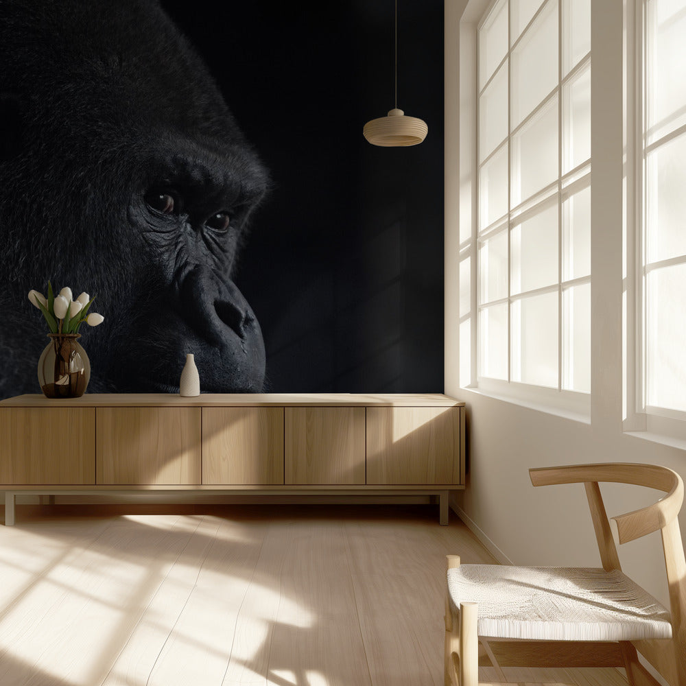 gorillablick | Fototapet