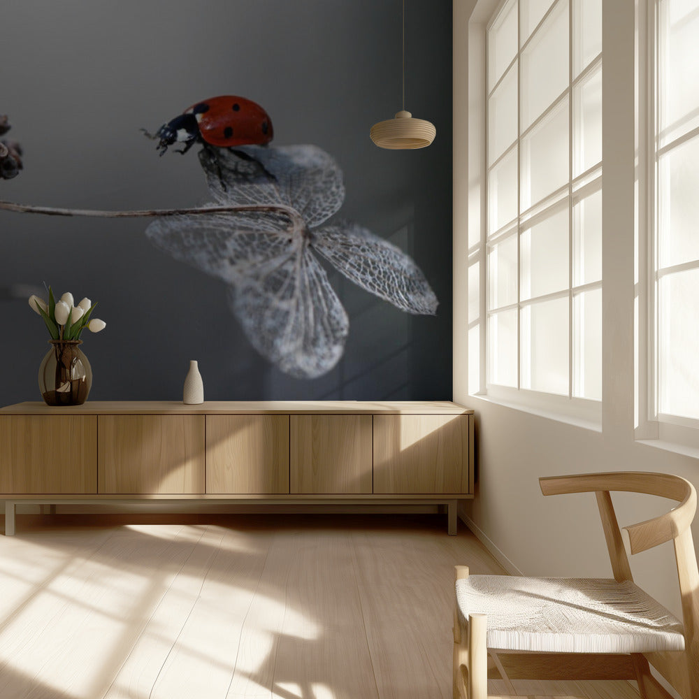 Coccinelle sur hortensia. | Papier Peint Photo