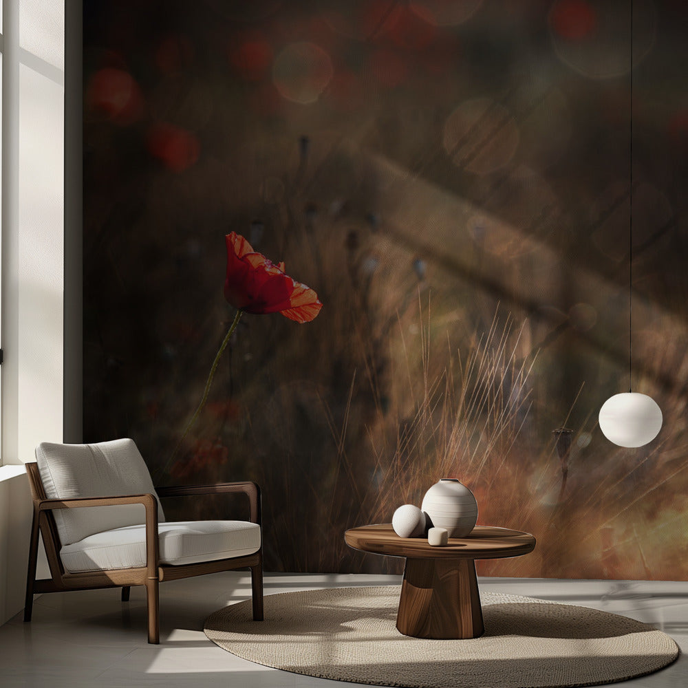 Mohn | Fototapeten