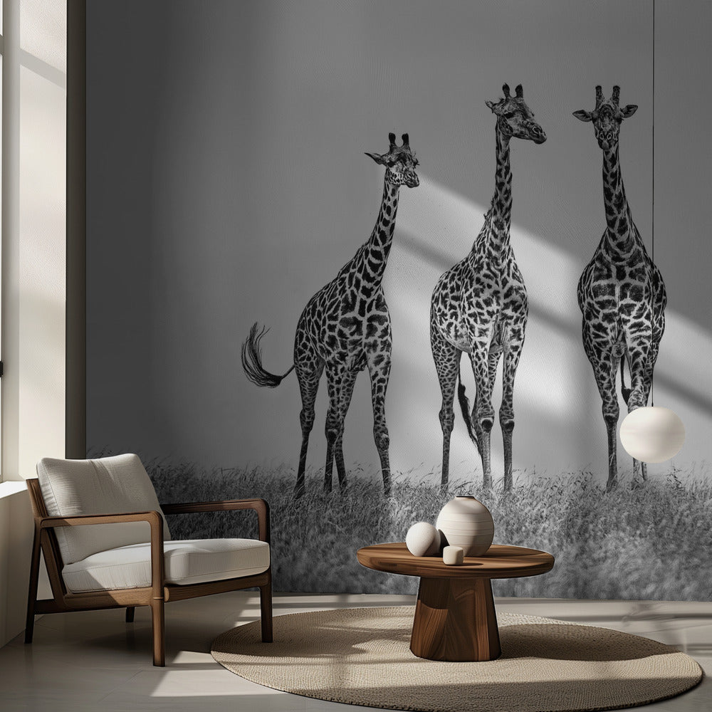 Giraffes in the  Mara plains | Wallpaper
