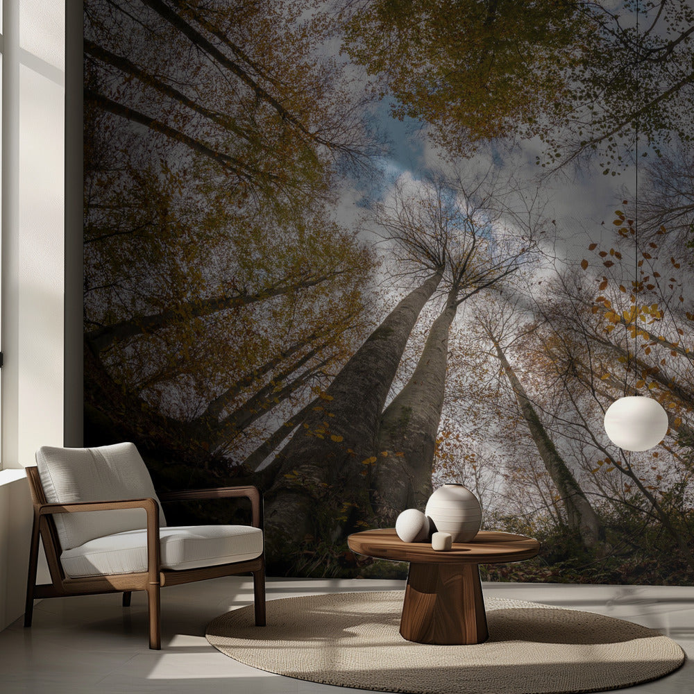 Bosque | Papel Pintado Fotográfico