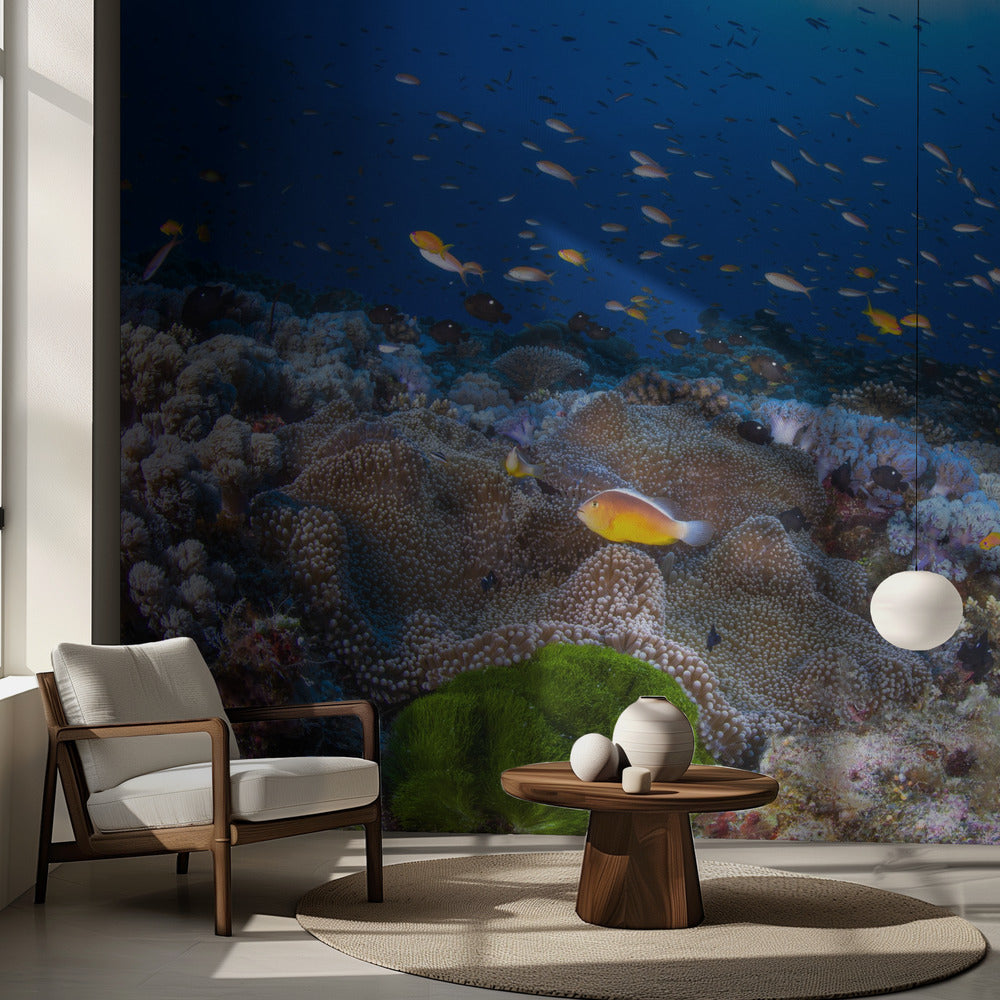 Anemonen und Fahnenbarsche | Fototapeten