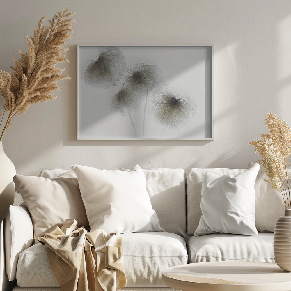 Clematis | Poster