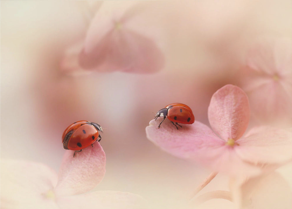 Coccinelles sur hortensia rose. | Posters - Affiche Artistique