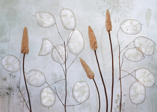 Lunaria | Carta da Parati Fotografica