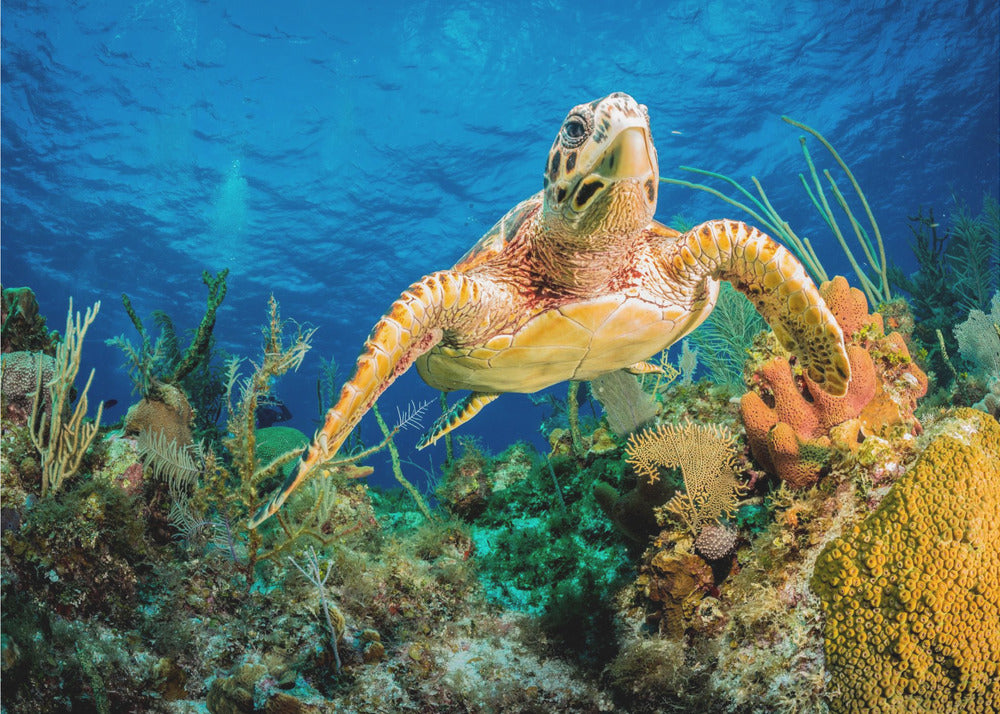 Tortuga carey nadando a través del arrecife del Caribe | Papel Pintado Fotográfico