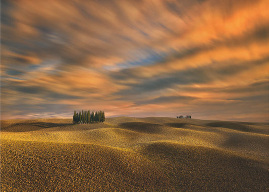Cipressi... | Carta da Parati Fotografica