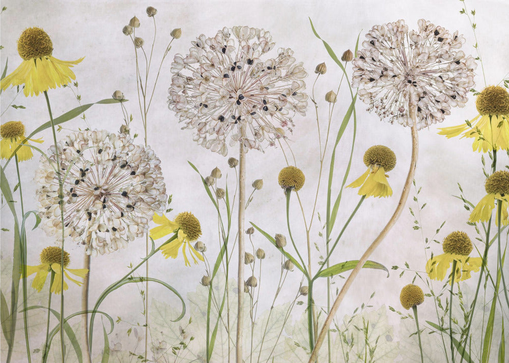 Allium und Helenium | Fototapeten