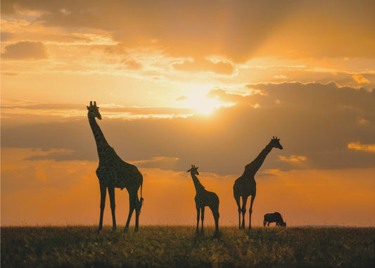Africa dorata | Carta da Parati Fotografica