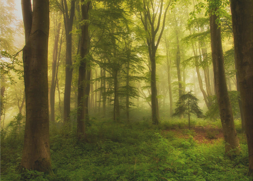 Le petit arbre | Papier Peint Photo