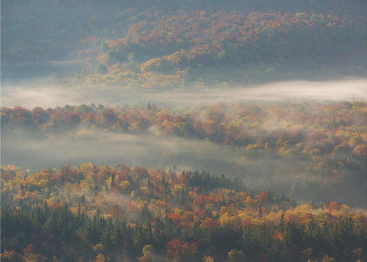 Misty Morning | Wallpaper