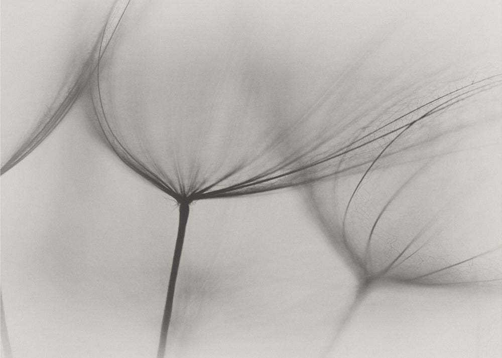 Tragopogon | Papier Peint Photo