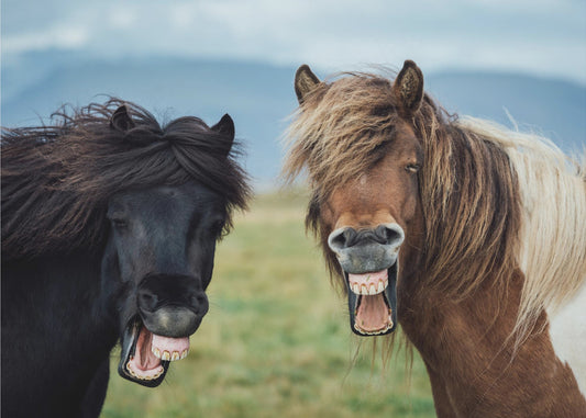 WILDE LACH | Fotobehang
