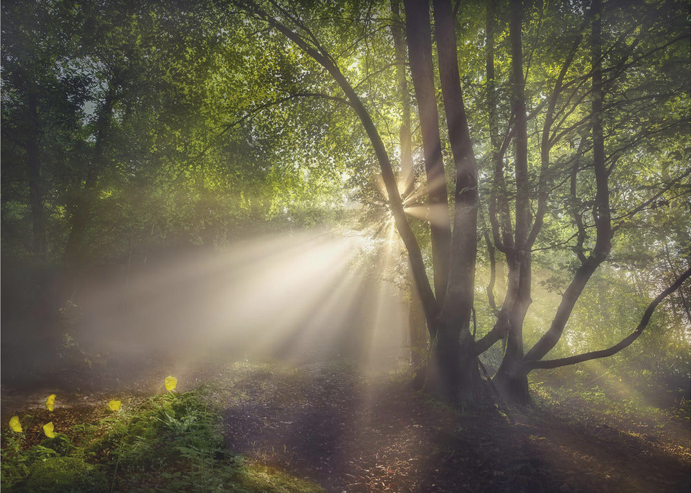 La lumière du matin | Papier Peint Photo