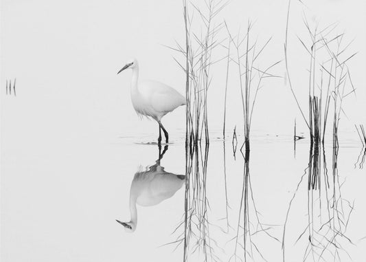 blanc | Posters - Affiche Artistique