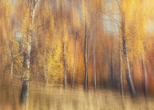Herbstbirken | Fototapeten