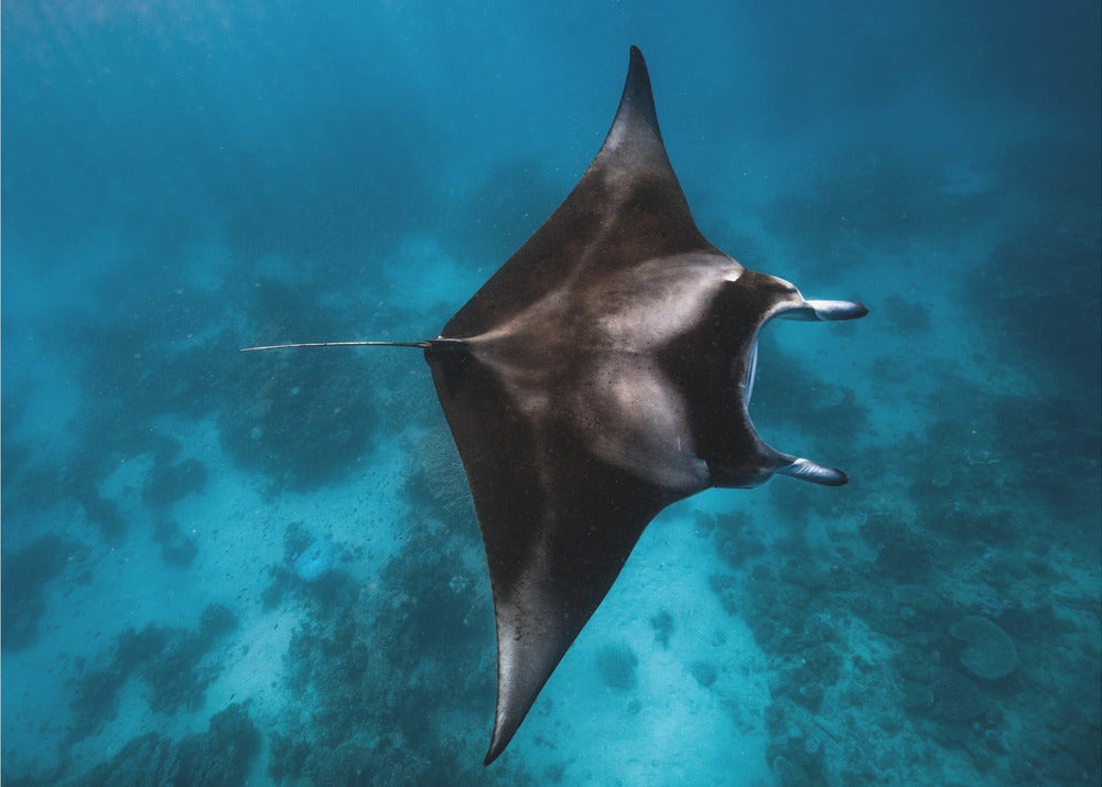 ¡¡¡Manta vuela!!! Papel Pintado Fotográfico