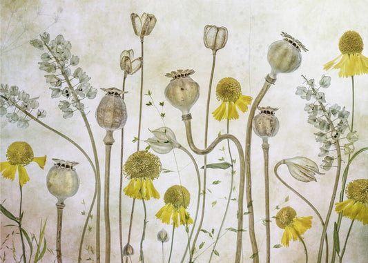 Papaveri ed Helenium | Carta da Parati Fotografica