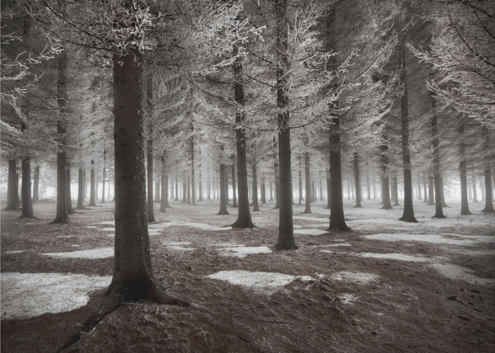L'inizio dell'inverno | Carta da Parati Fotografica