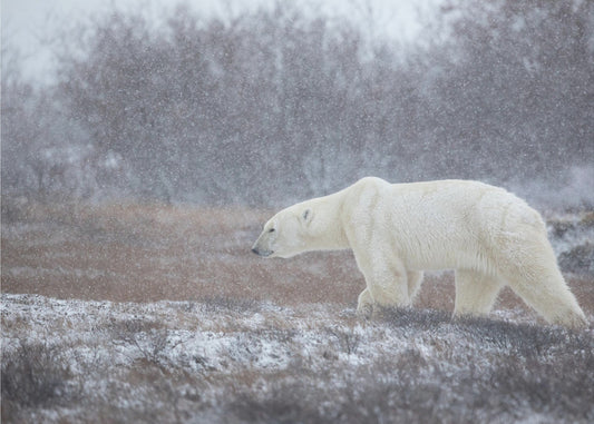 Qu'il neige ! | Papier Peint Photo