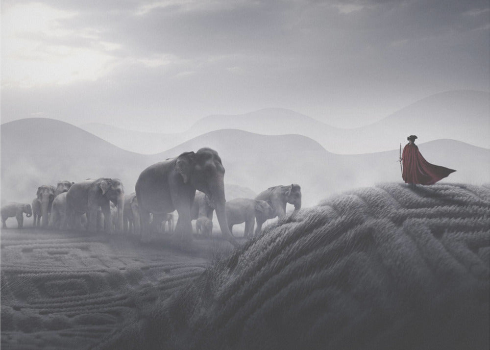 Robin des Bois | Toile