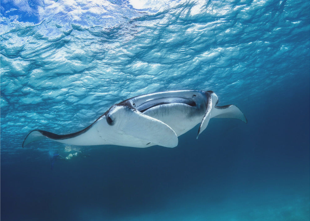 Mantas | Papel Pintado Fotográfico