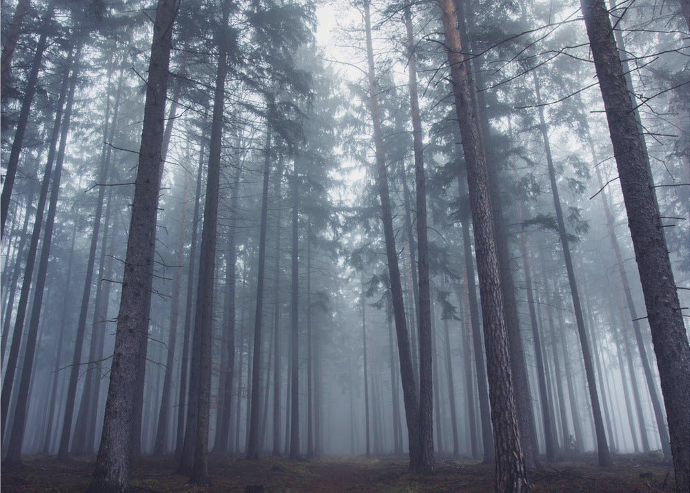 Forêt brumeuse mystérieuse. | Papier Peint Photo