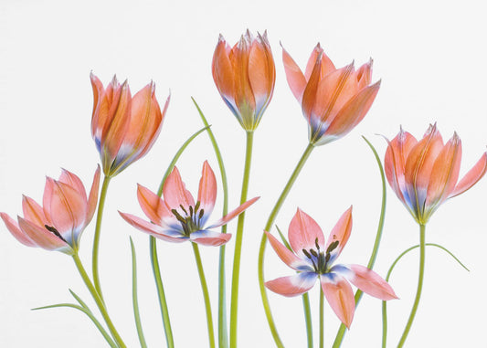 Tulipani albicocca | Carta da Parati Fotografica