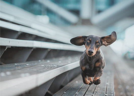 Een klein hondje rent door de wereld.... | Fotobehang