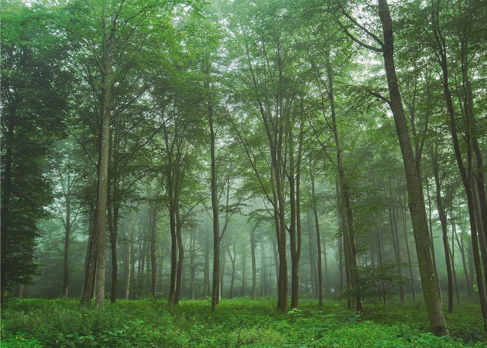 Vue sur la forêt | Papier Peint Photo