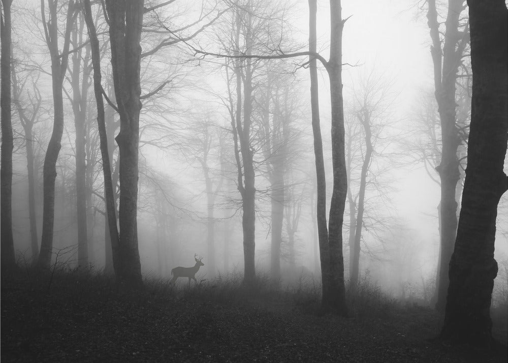 forêt | Papier Peint Photo