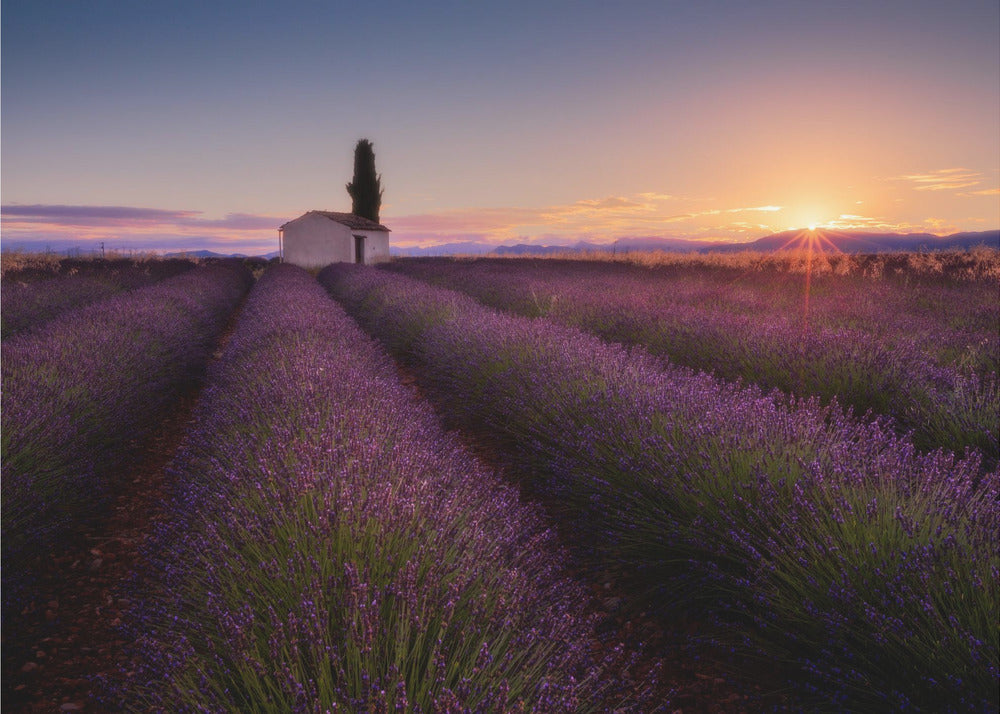 Lavanda de Provenza | Papel Pintado Fotográfico