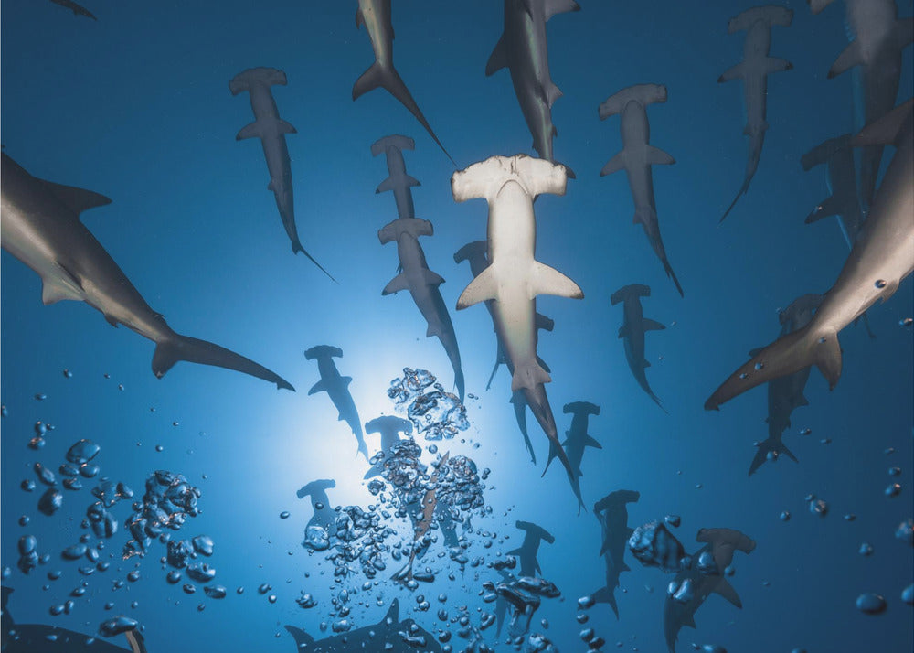 Requin-marteau | Papier Peint Photo